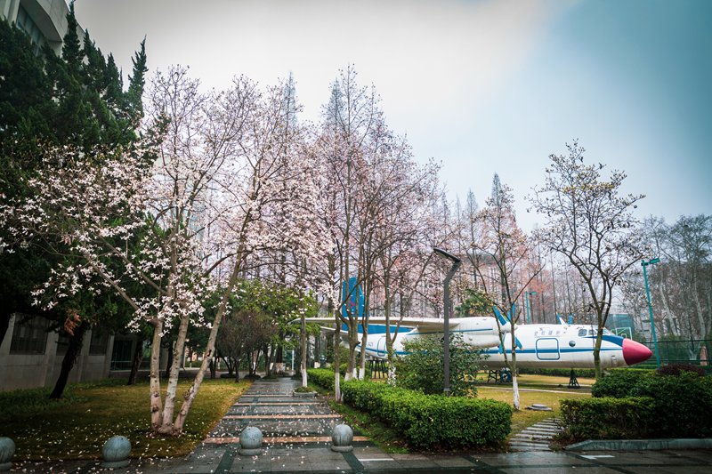 南京航空航天大學 明故宮校區圖書館前花叢中的大飛機（唐宇明/攝）