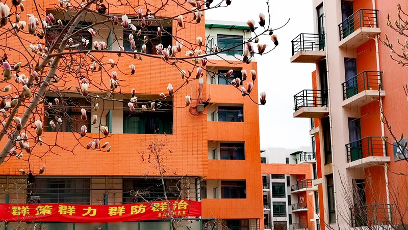 中國石油大學（華東） 玉蘭花開 靜待學子歸（劉積舜/攝）