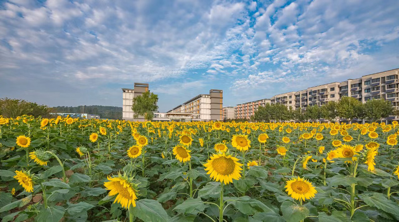 南京郵電大學:向日葵花海生機勃勃,層層金色海浪隨風搖曳,盡情地綻放生命的光彩,蓬勃的模樣,陽光的味道,這一抹亮麗的風景是南郵秋日的油畫。王存宏攝
