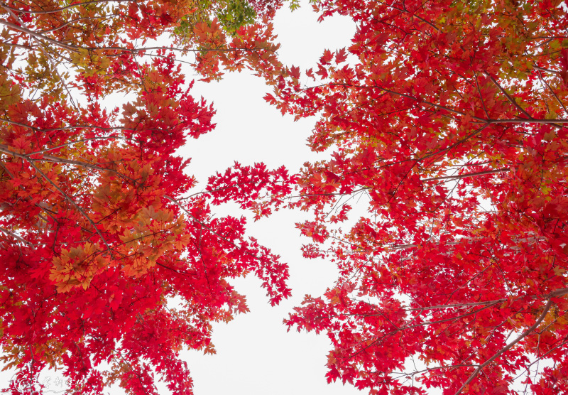 哈爾濱工程大學：秋天的楓葉逐漸變紅，綠、黃、橙、紅相映成趣，為哈工程校園平添了絢麗的景色。陳明喆攝