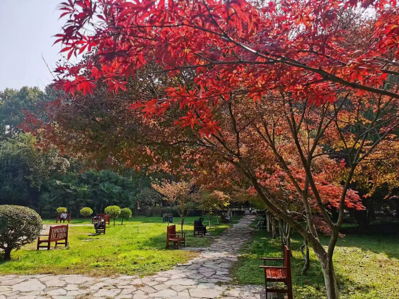 西安交通大學西花園內紅葉盡染秋意濃。西安交通大學供圖