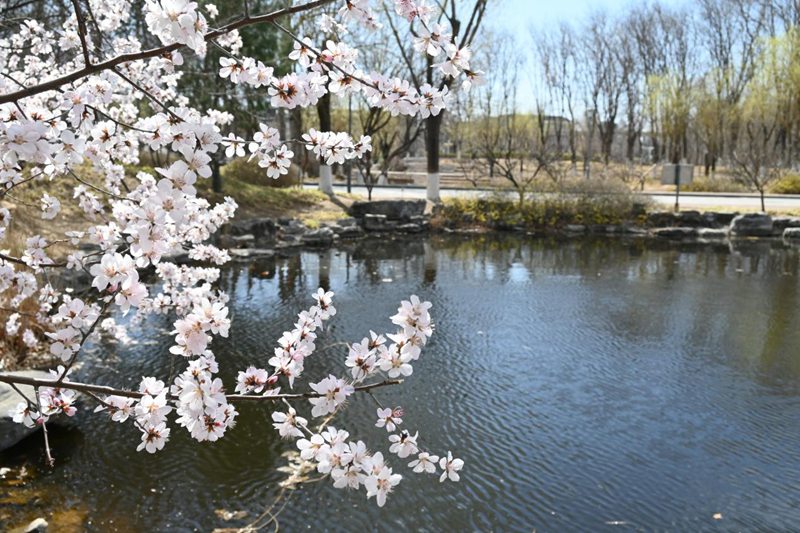 北京工商大学湖泊旁，桃花盛开。胡欣然摄
